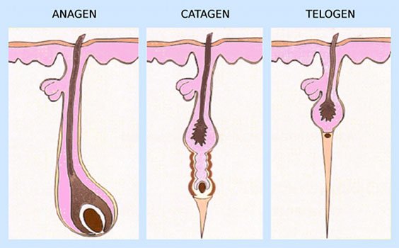 Las fases del pelo son: anágena, catágena y telógena