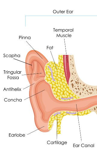 Anatomía de la oreja