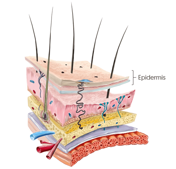 La epidermis es la capa más superficial de la piel
