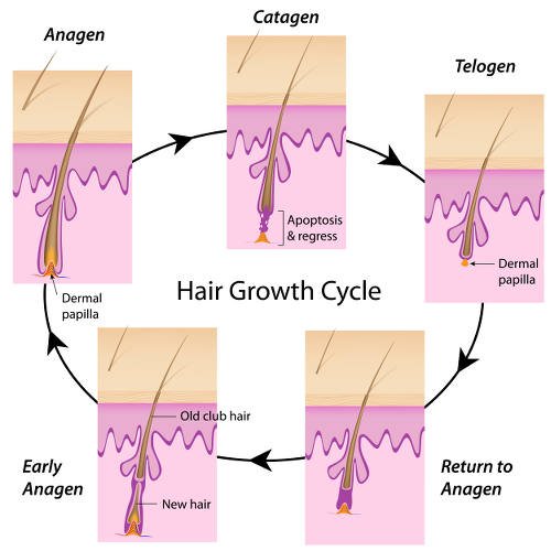 Fases del crecimiento del pelo: anagen, catagen y telogen