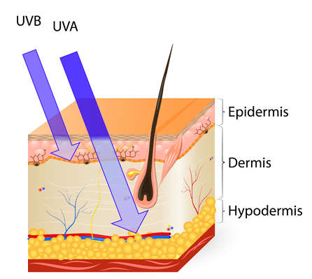 Los rayos UVA penetran en las capas más profundas de la piel
