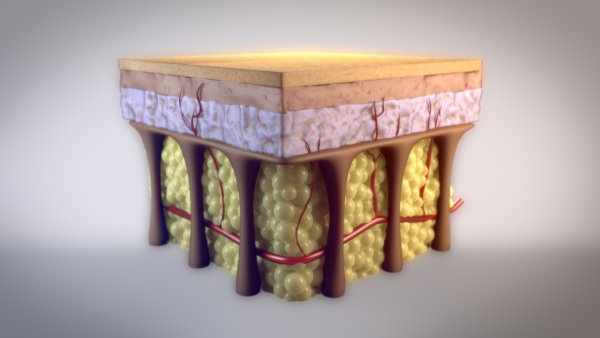 Los septos fibrosos son fibras de colágeno que forman una red tridimensional